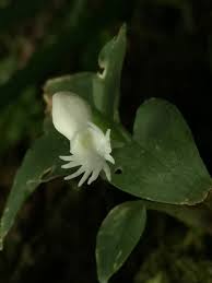 Image result for Cheirostylis lepida