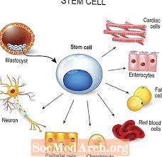 Stem cells) على أنّها خلايا غير مُتمايزة قد تنقسم لإنتاج بعض الخلايا التي تستمر كخلايا جذعية أو تصبح خلايا متخصصة (بالإنجليزية: Ø£Ø¨Ø­Ø§Ø« Ø§Ù„Ø®Ù„Ø§ÙŠØ§ Ø§Ù„Ø¬Ø°Ø¹ÙŠØ© Ø¹Ù„Ù… May 2021