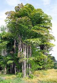 Image result for Caryota