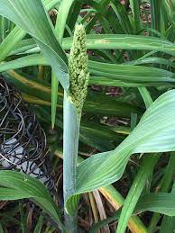 Maybe you would like to learn more about one of these? Corn Flowers Forums