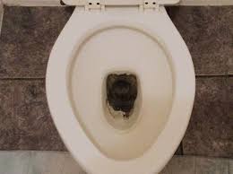 How To Get Rid Of Dust Mites Inside Your Mattresses And Pillows 101cleaningtips Net Clean Black Mold Toilet Cleaning Toilet Bowl Stains