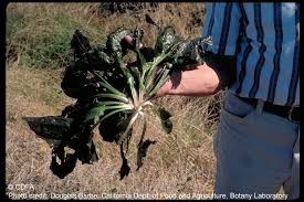 Image result for Ottelia kunenensis