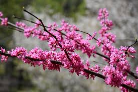 East tennessee comprises approximately the eastern third of the u.s. Get Tennessee Pink Redbud In Mi At English Gardens Nurseries Serving Clinton Township Dearborn Heights Eastpointe Royal Oak West Bloomfield And The Plymouth Ann Arbor Michigan Areas