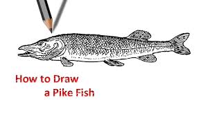 Pike Fish Drawing Fish Drawings Pike Fish Step By Step Drawing