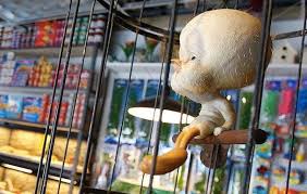 For all your pet needs! Banksy Village Pet Store And Charcoal Grill