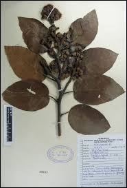 Image result for Eucalyptus torelliana