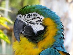 Animaux Sauvages Captifs Des Conditions De Vie A Ameliorer Download animaux images and photos. fondation droit animal