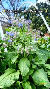 Image result for Borago officinalis