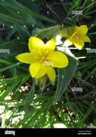 Image result for Hypoxis rigidula