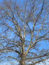 We did not find results for: Trees Before The Leaves Finegardening