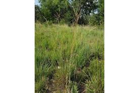 Image result for Diheteropogon amplectens