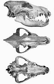 Check spelling or type a new query. File Canis Dirus Skull Png Wikipedia