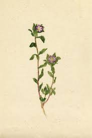 Cannabis derivative may help treat form of epilepsy. Why Draw Flowers In Anthropology Of The Middle East Volume 14 Issue 1 2019