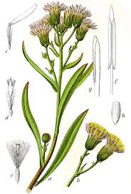 Image result for Gyrodoma hispida