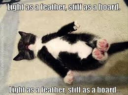 100 Dank Cat Memes Ever That Will Make You Rock N Roll Cat Memes Clean Cat Memes Cute Cat Memes