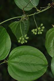 Image result for Smilax  tamnoides