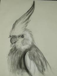 Pin On Bird Graphics