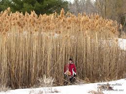 Image result for Phragmites