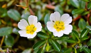 Image result for Ludwigia adscendens