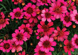 Home Gardeners Coreopsis Garnet Plants Types Of Plants Trees To Plant