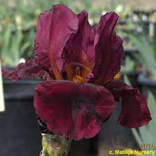 Check spelling or type a new query. Tbberniceslegacy Tbathrue Iris Wiki