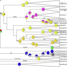 Image result for Kylicanthe rohrii