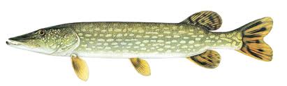 See more ideas about michigan sports, detroit sports, detroit. Dnr Northern Pike