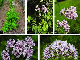 Image result for Valeriana