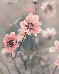 Congratulations Featur Congratulations Featured Artis The Post Congratulations F Beautiful Flowers Pictures Beautiful Flowers Photography Flower Aesthetic