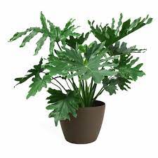 The philodendron genus contains hundreds of species of beautiful foliage plants. Philodendron Selloum Plant Nature Rabbit