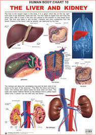 human body charts the liver and kidney