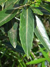 Image result for Elaeodendron orientale