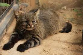 The pampas cat (leopardus colocola), also known as the pantanal cat and colocolo in parts of its range, is a small wild cat native to south america. Zootierlistehomepage