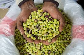 More images for how to clean green beans » An Farmer Shows Fresh And Clean Green Beans Seem Bichi Brought Stock Photo Picture And Royalty Free Image Image 133347535