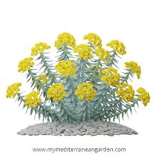 Image result for Euphorbia serratifolia