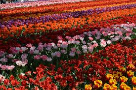 12 Things You Should Know Before You Visit Keukenhof Tulip Garden Tulips Garden Organic Gardening Organic Gardening Magazine