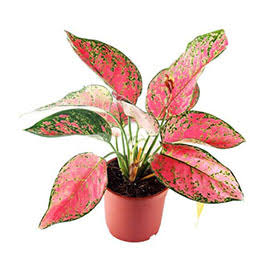 Aglaonema Dud Anyamanee, Pink Plant product image