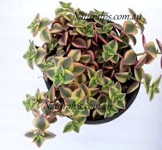 Marginalis ‚variegata', sind die herzförmigen blätter. Crassula Pellucida Variegata Calico Kitten Natural Plant Shop