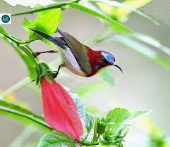 Hut Mật Thai Dương Dễ Thương Philippines Lovely Sunbird Aethopyga Shelleyi Nectariniidae Iucn Red List 3 1 Least Concern Lc Guzel Kuslar Fotograf Kus