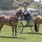 Royal Stratford A&P Show - Carriage Driving Classes event image
