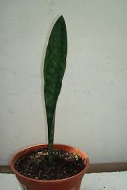 Image result for Sansevieria dawei