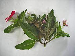 Plantanswers Plant Answers Disease Resistant Annual Vinca Periwinkle