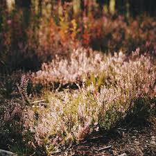 Mystery of east lothian town's historical connection with goats, from feral past to leather, power and unicorns quietly nestled in a dip of land east of edinburgh. Vscocam Vsco Forest Wood Wild Nature Natural Heather Flowers Paganism Love Lifestyle F Fairytale Aesthetic Forest Nymph Aesthetic Forest Aesthetic