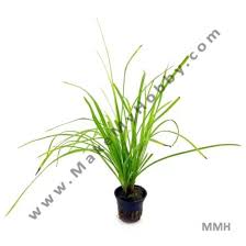 Image result for Cyperus rigidifolius