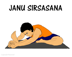 Janu Sirsasana Steps Benefits Precautions 101yogasan