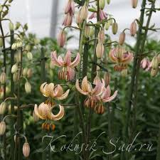 Image result for Lilium martagon `Chameleon`