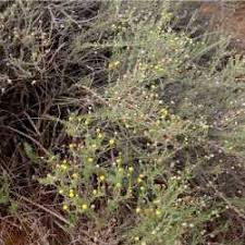 Image result for Pentzia incana