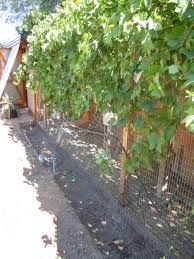 Maybe you would like to learn more about one of these? Pin On Chickens