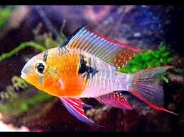 Asian habitat for 125 gallon aquarium Bolivian Ram Fish Bolivian Butterfly Youtube