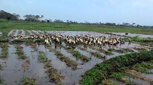 Hasil gambar untuk gambar bebek bertelur di sawah